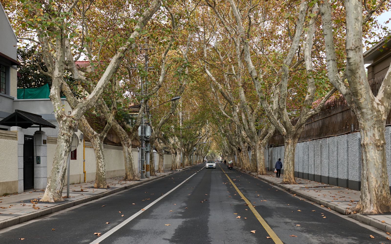 Quiet urban street with trees and sparse pedestrian in autumn, offering a serene cityscape.